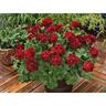 Geranium Calliope Burgundy