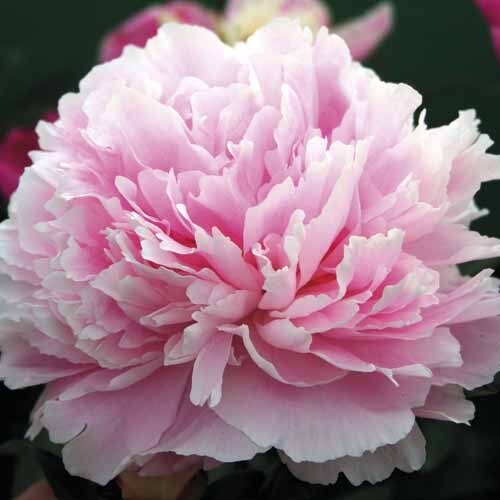 Paeonia Potted Sarah Bernhardt 4.7L