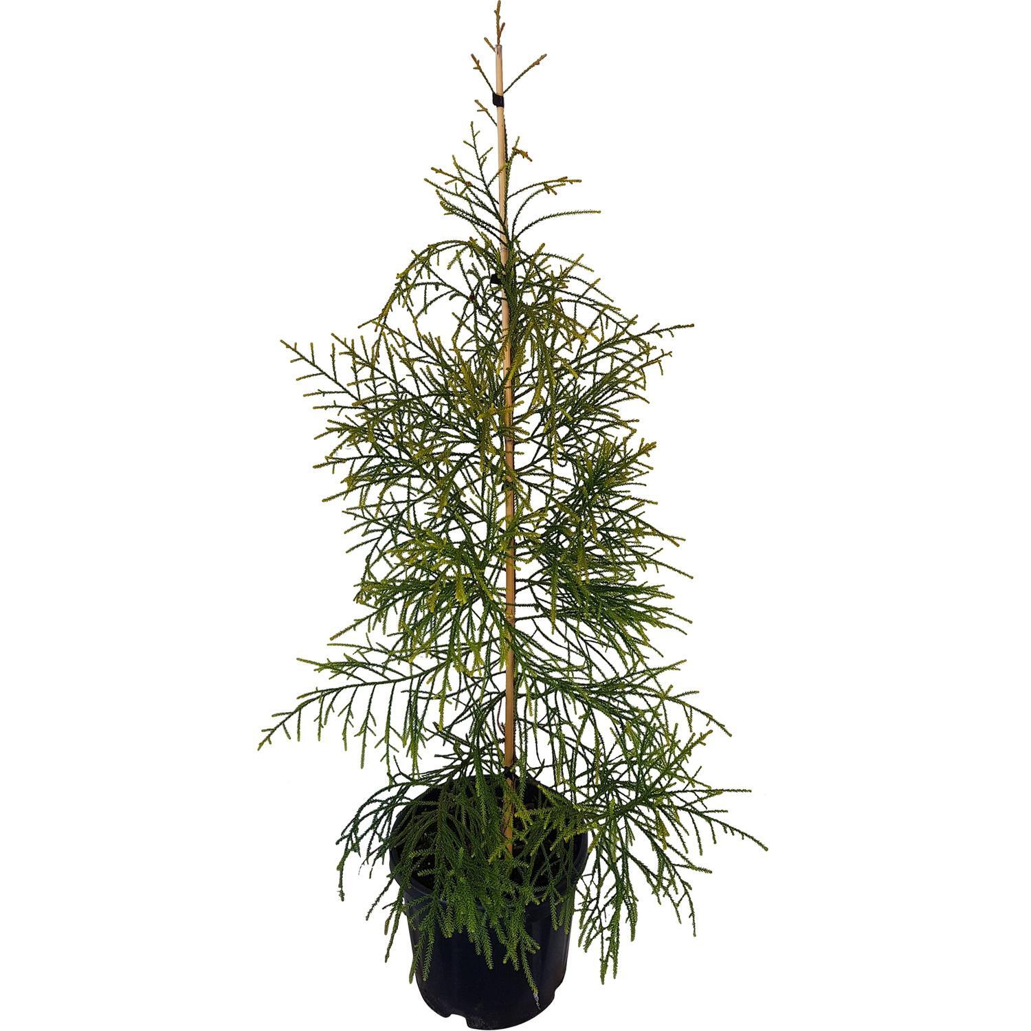 Dacrydium Cupressinum Rimu