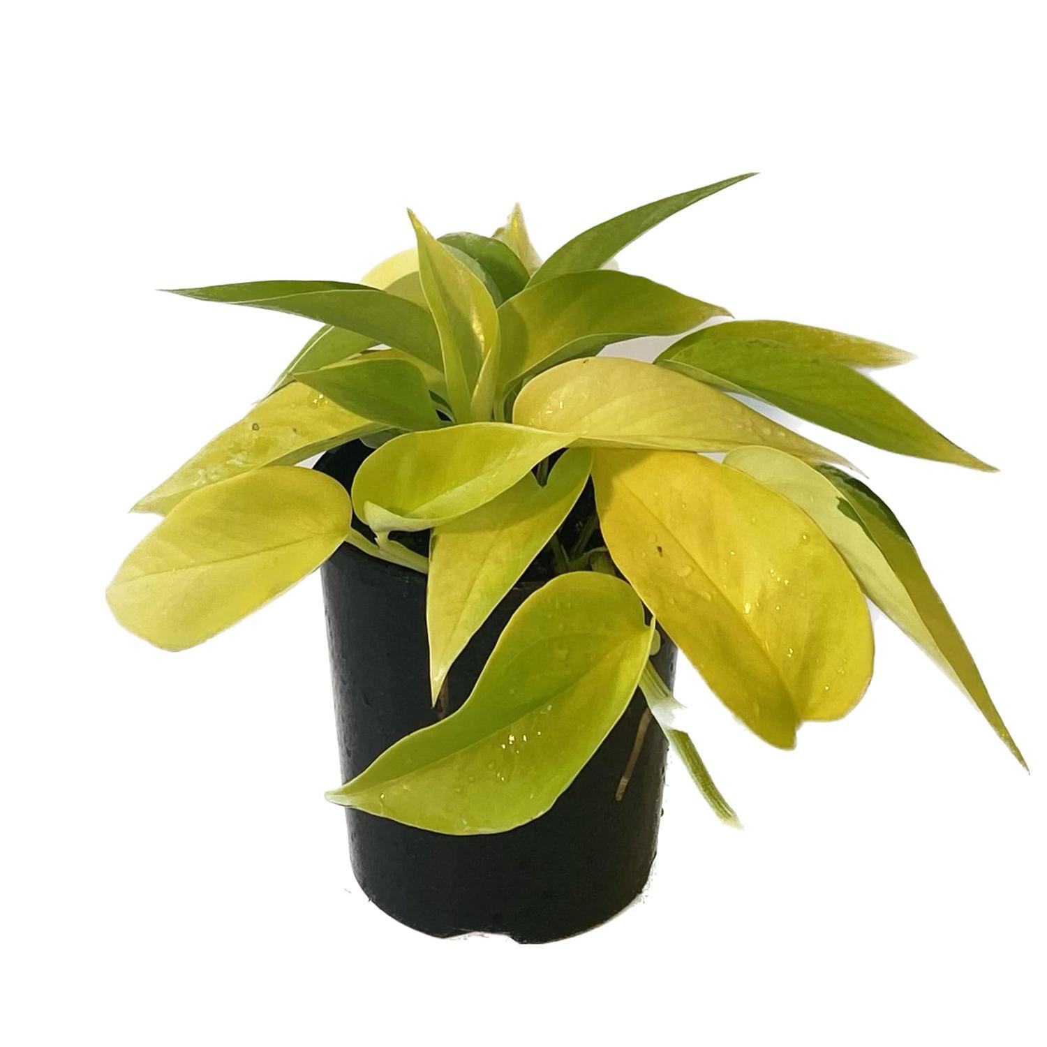 Scindapsus Neon 12cm