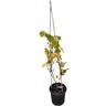 Grape - Fruiting 20 Litre