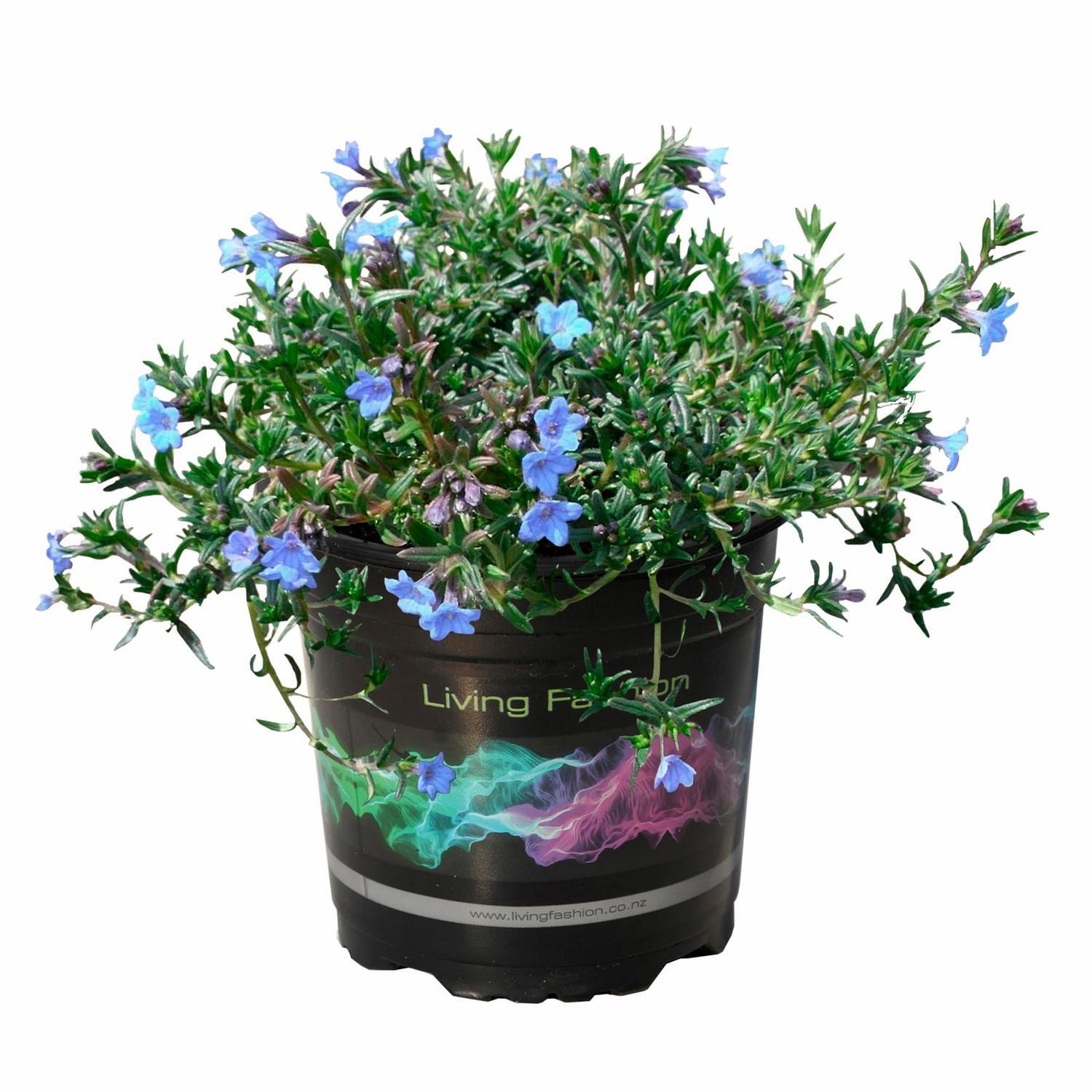 Lithodora Crystal Blue