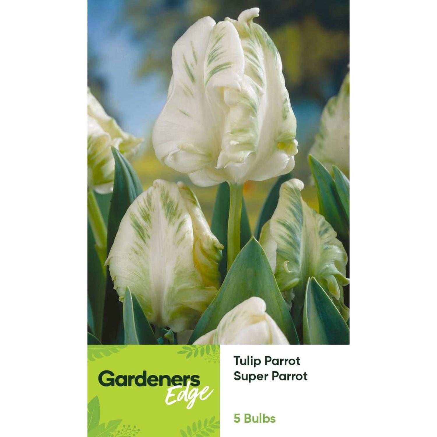 Tulip Parrot Super 5 pack