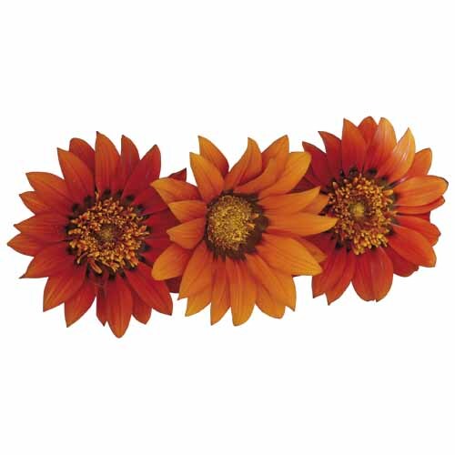 Gazania Copper Sunset