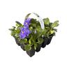 Pansy Blue  14 Pack