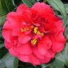 Camellia Japonica 'Bob Hope'