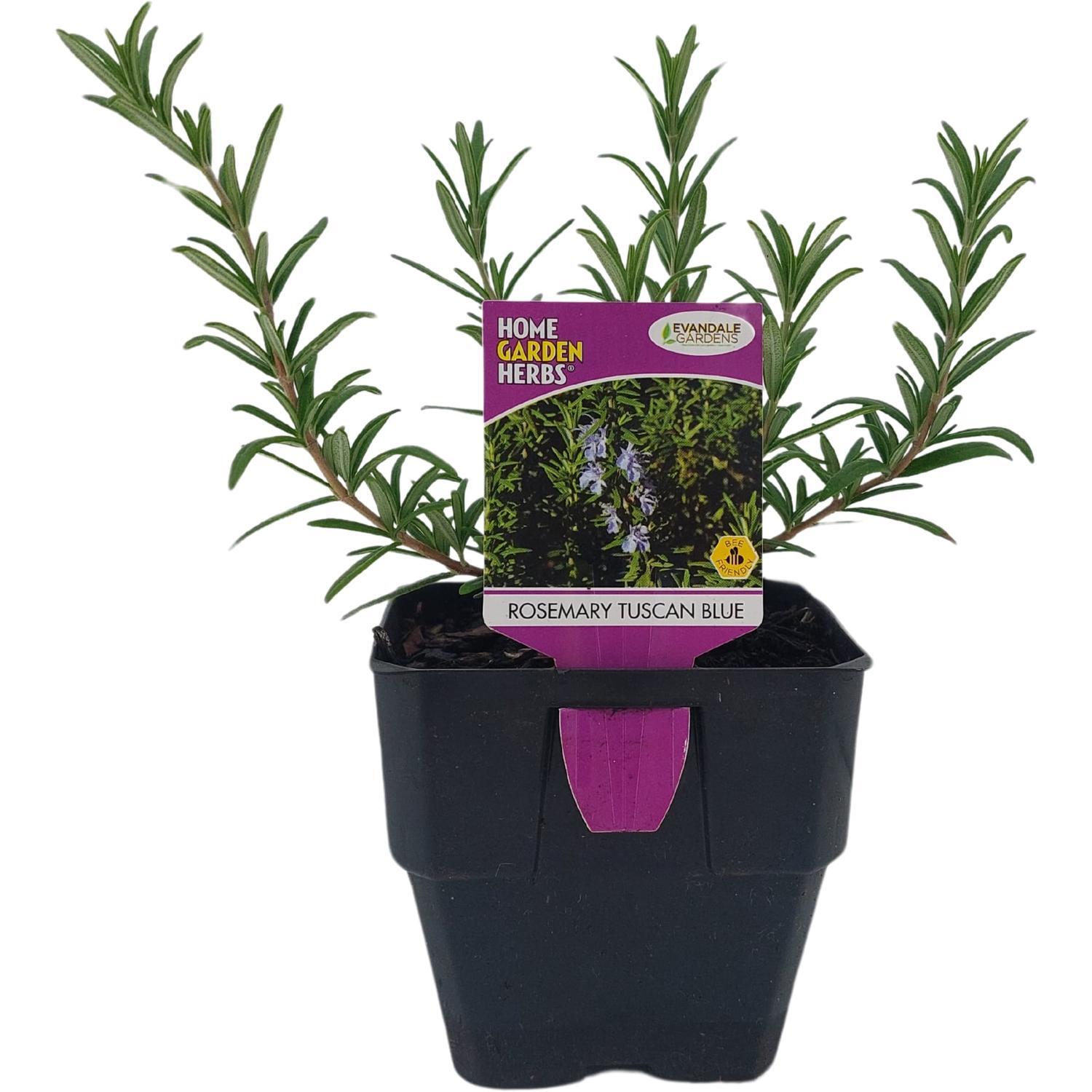Rosemary Tuscan Blue