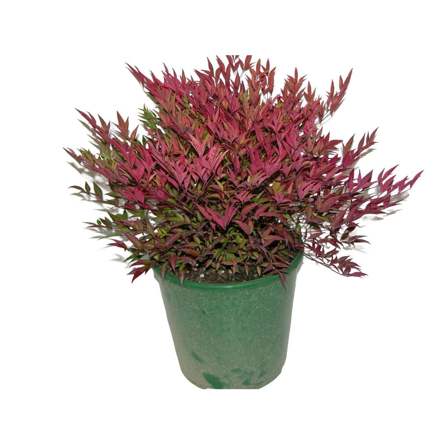 Nandina 'Gulfstream'