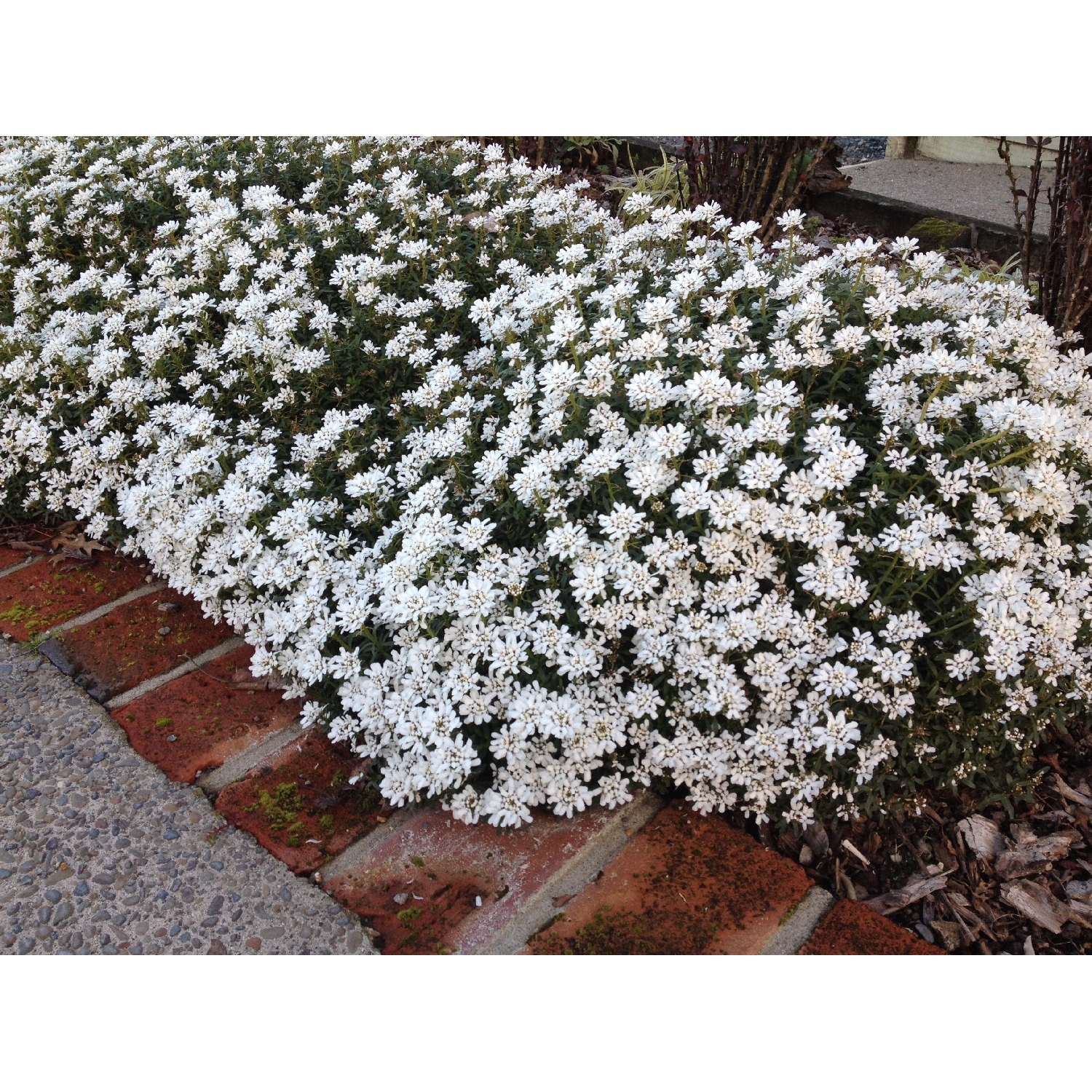 Iberis sempervirens 'Snowtop'