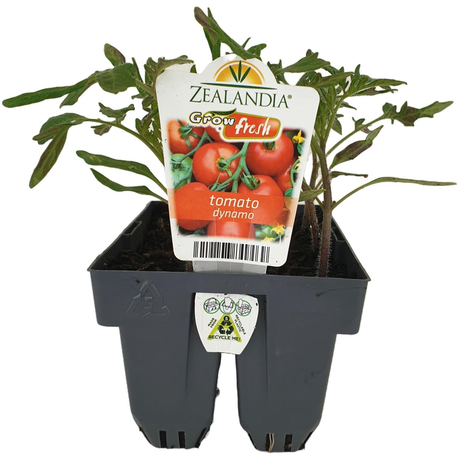 Tomato Dynamo