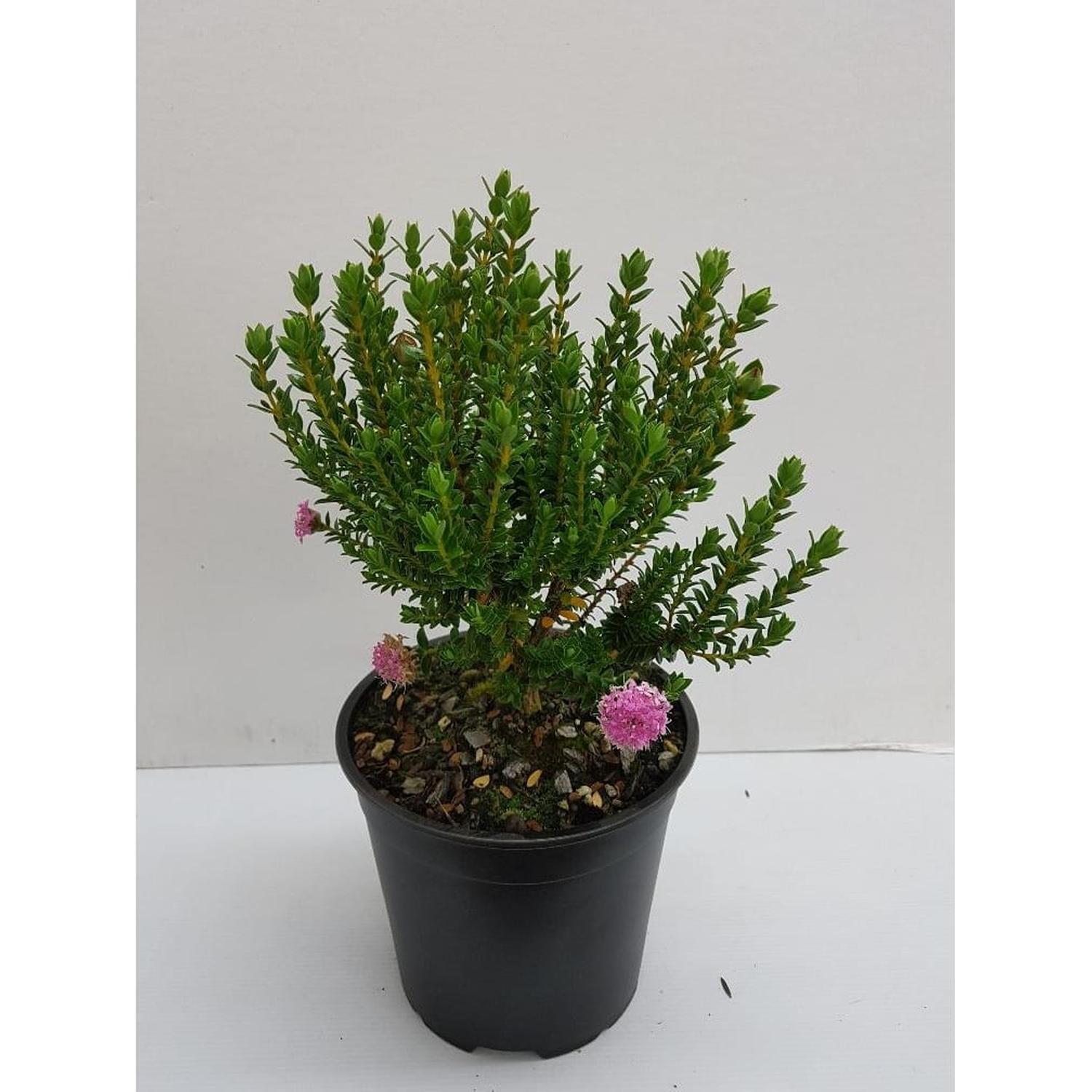 Pimelea Bonne Petite
