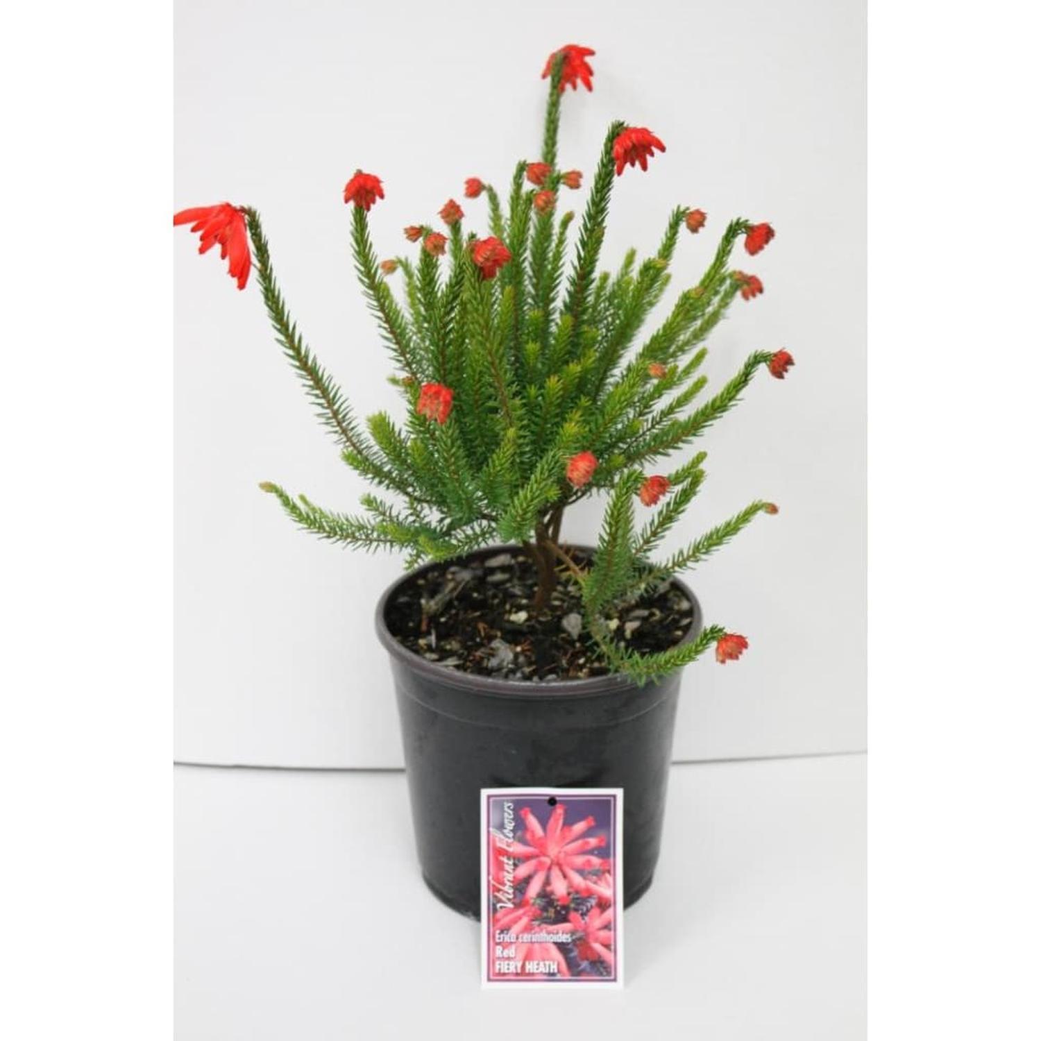 Erica Cerinthoides