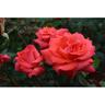 Rose Bush Tabasco 6L
