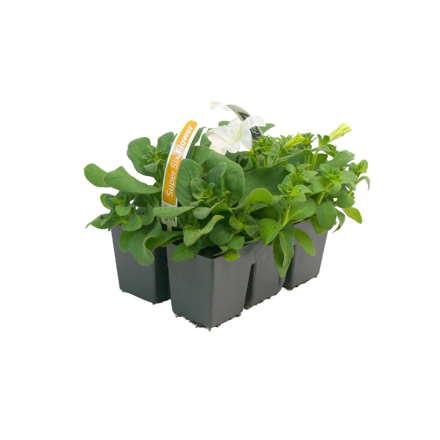 Petunia