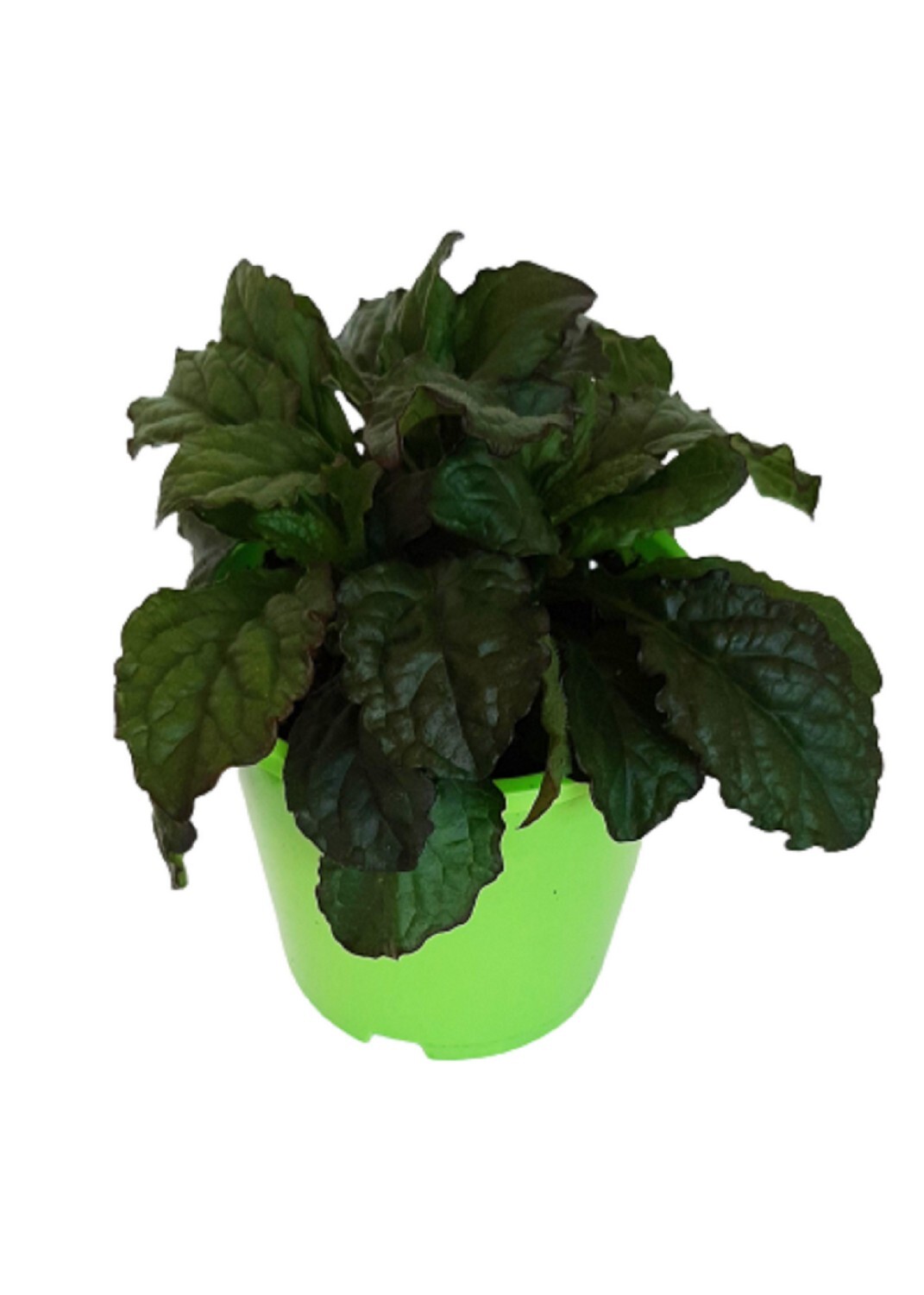 Ajuga Jungle Beauty