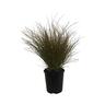 Carex Testacea 1.9 litre