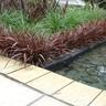 Phormium sweet mist