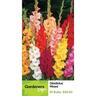Gladioli Shadowed Citrus Mix 20 Pack