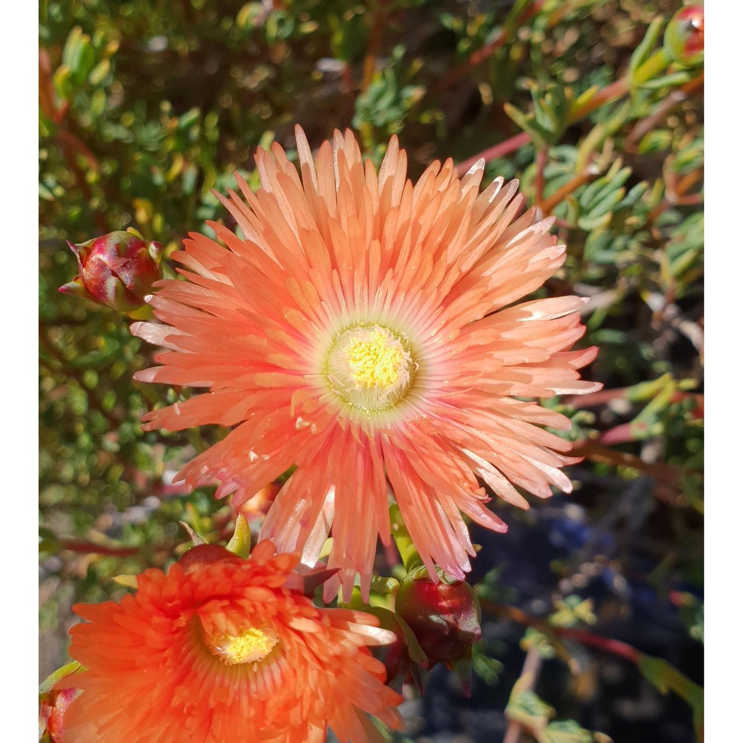 Mesembryanthemum Apricot