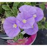 Convolvulus Mauritanicus