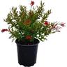 Grevillea Lady O