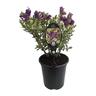 Hebe Waireka 3.5 litre