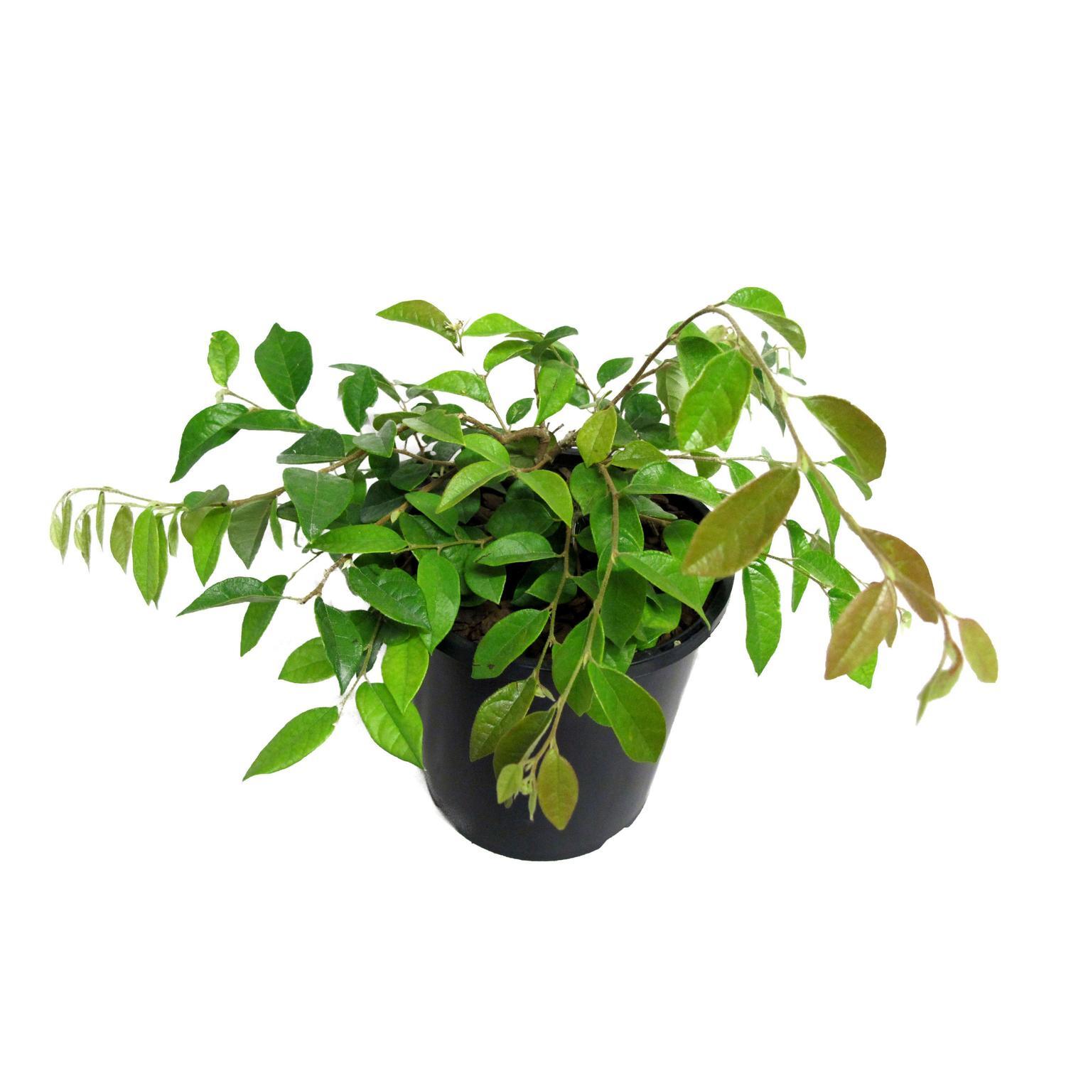 Loropetalum Blonde N Gorgeous