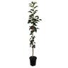 Apple Dwarf 'Prima' 4.7 litre