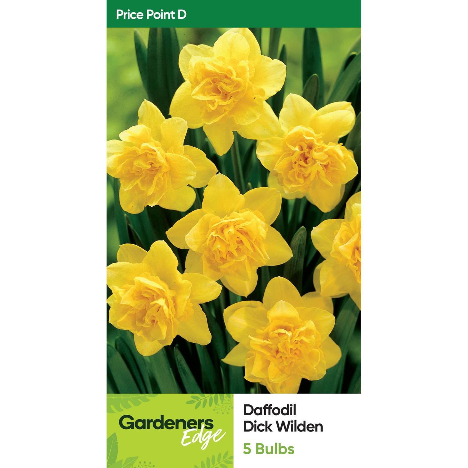 Daffodil Dick Wilden Pack of 5