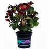 Hellebore Annas Red