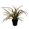 Phormium Jester 3.3L