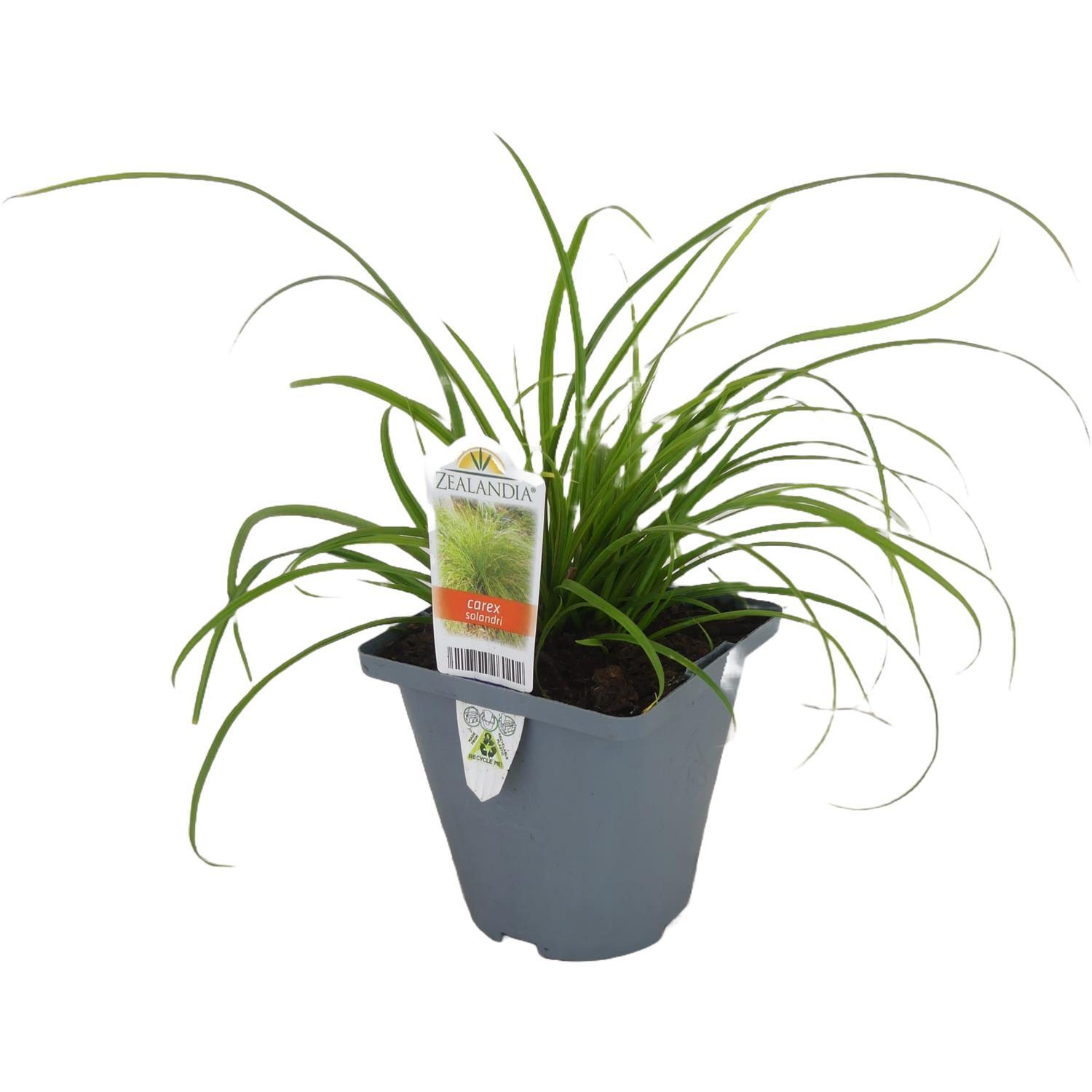 Carex Solandri