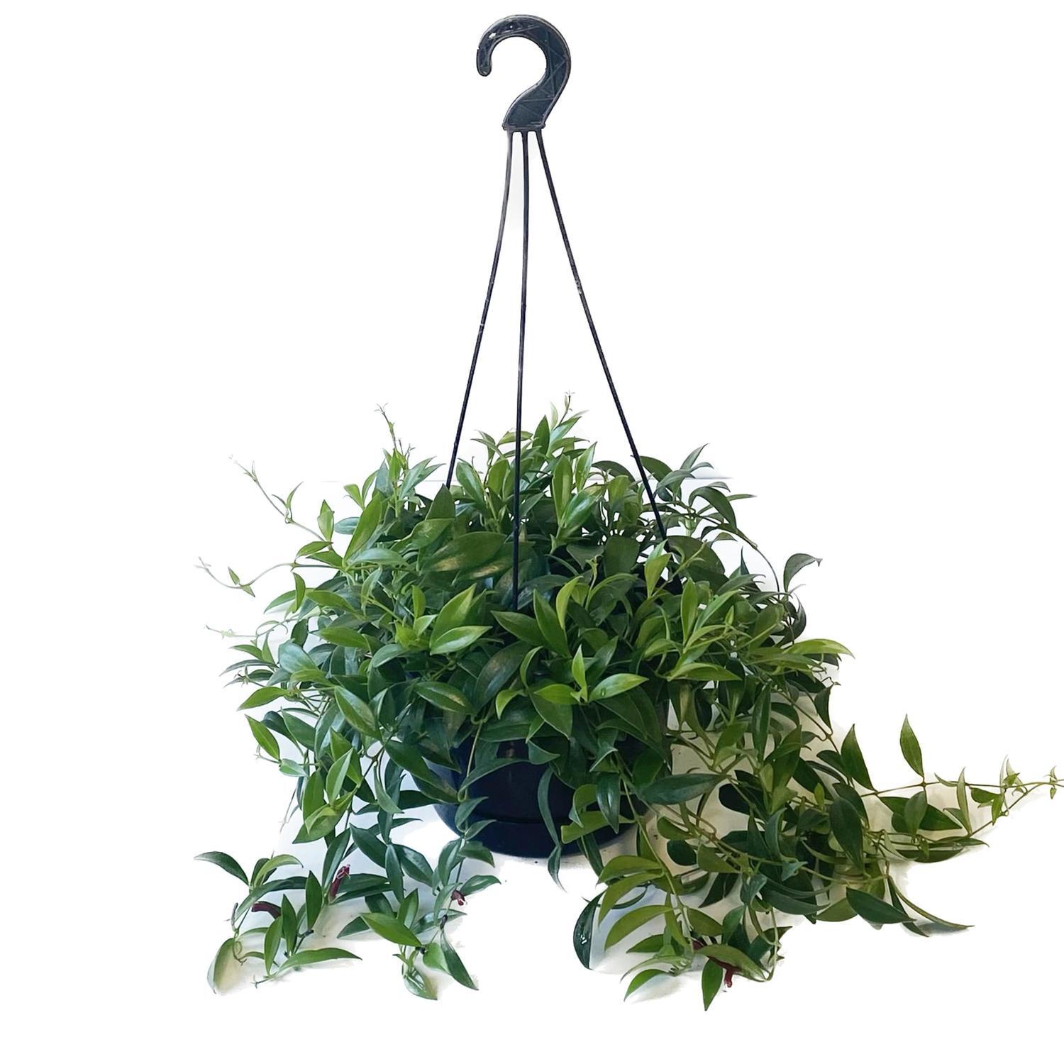 Aeschynanthus Splendons Basket 17.5cm