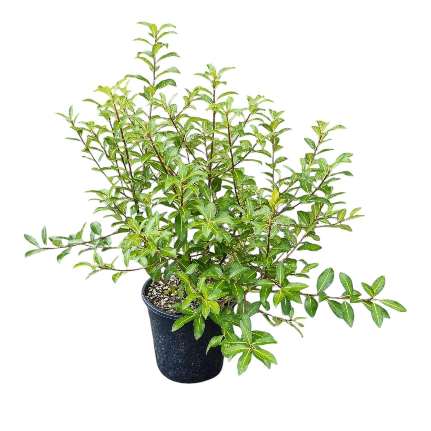 Pittosporum Limelight 4L