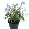 Corydalis Porcelain Blue