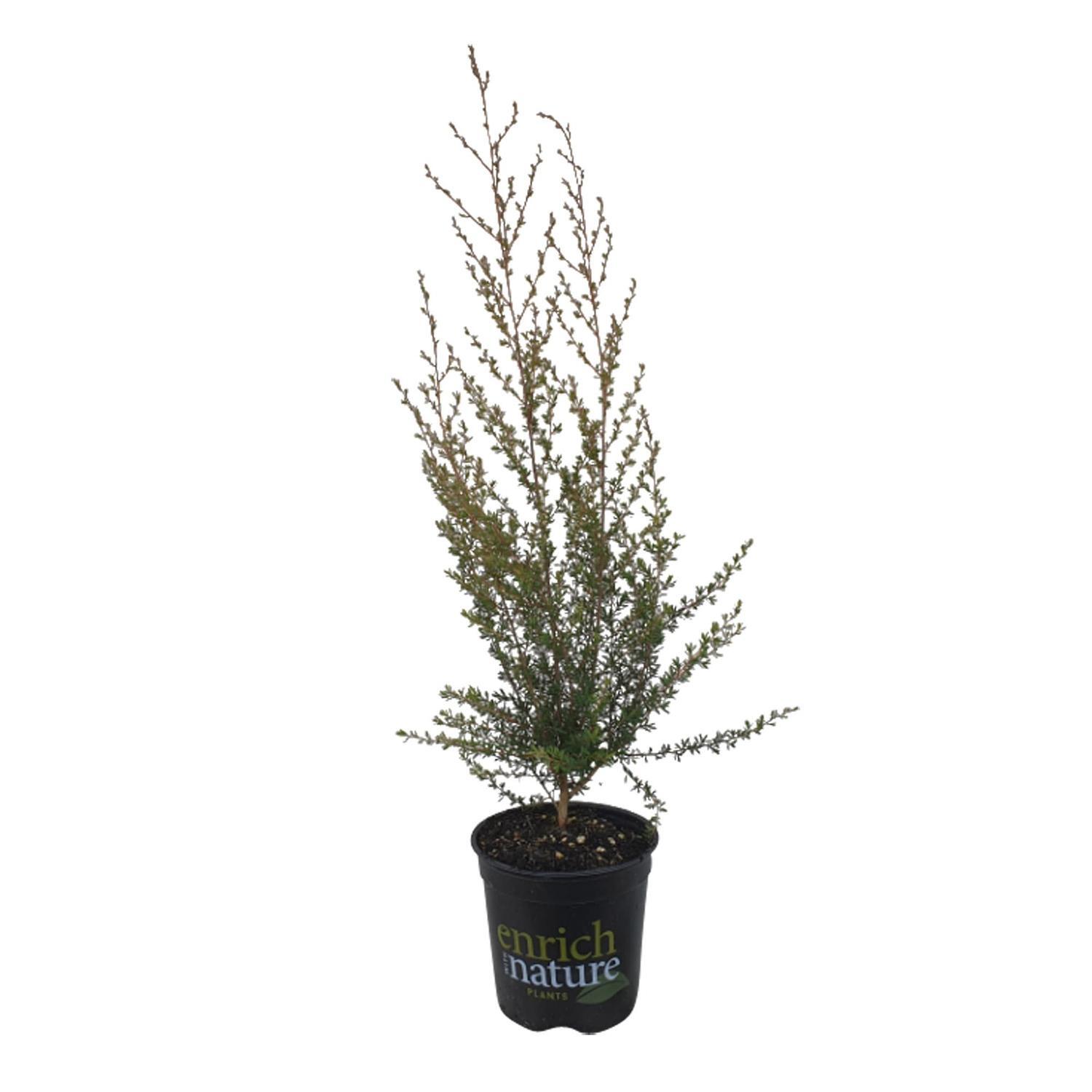 Leptospermum Wiri Linda