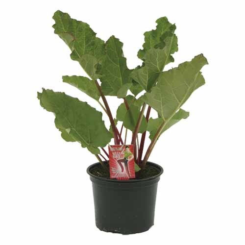 Rhubarb Moulin Rouge