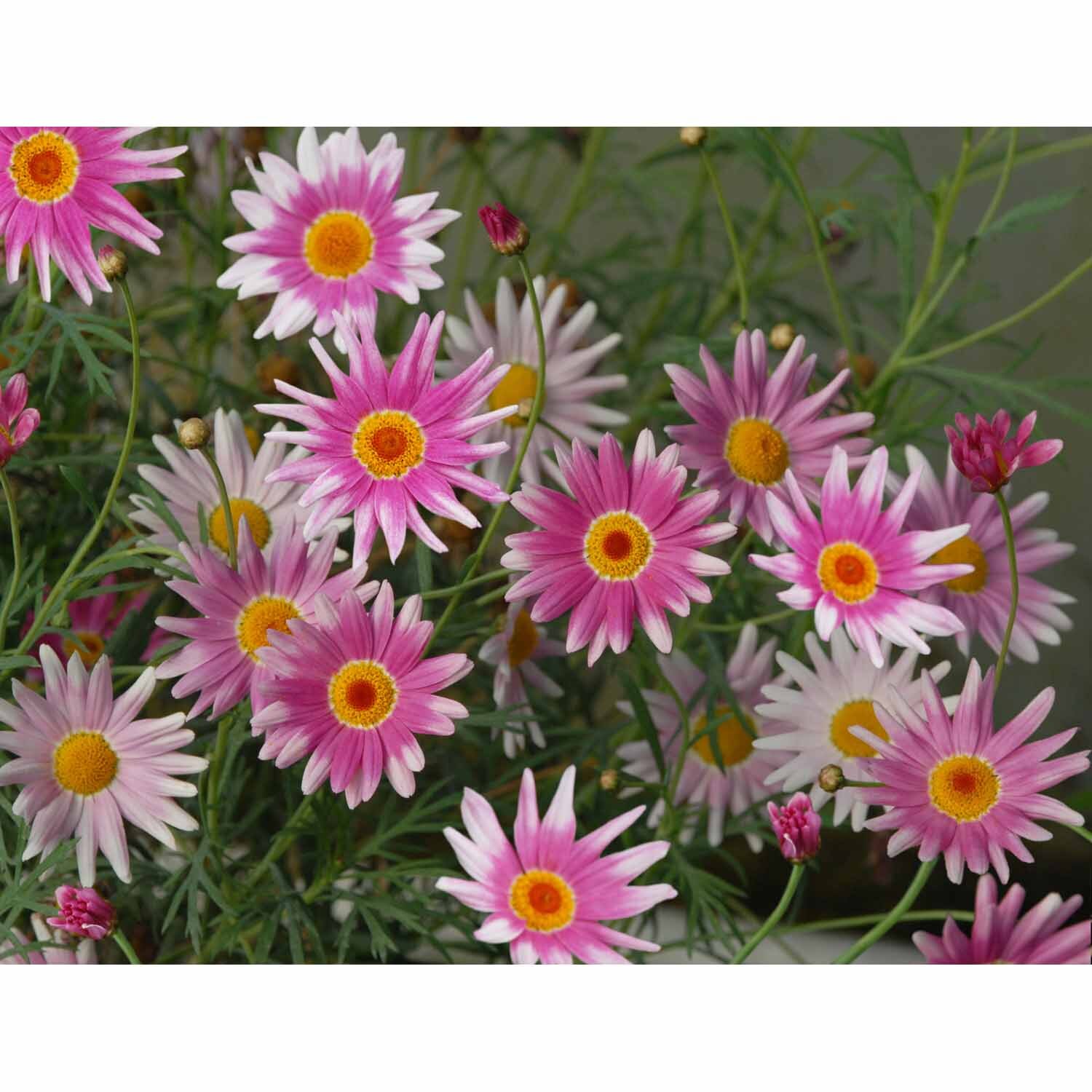 Federation Daisy SuperStar