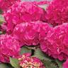 Hydrangea Paris