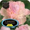 Paeony Bomb Chiffon Parfait Pack of 1
