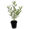 Cornus alba Elegantissima 3.3 litre