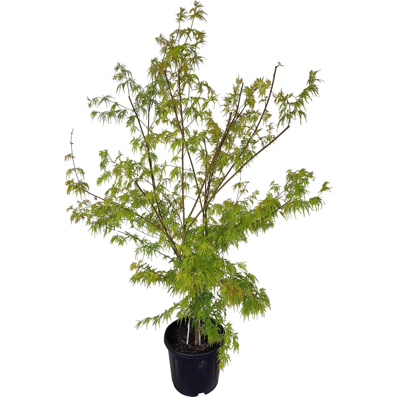 Acer Seiryu