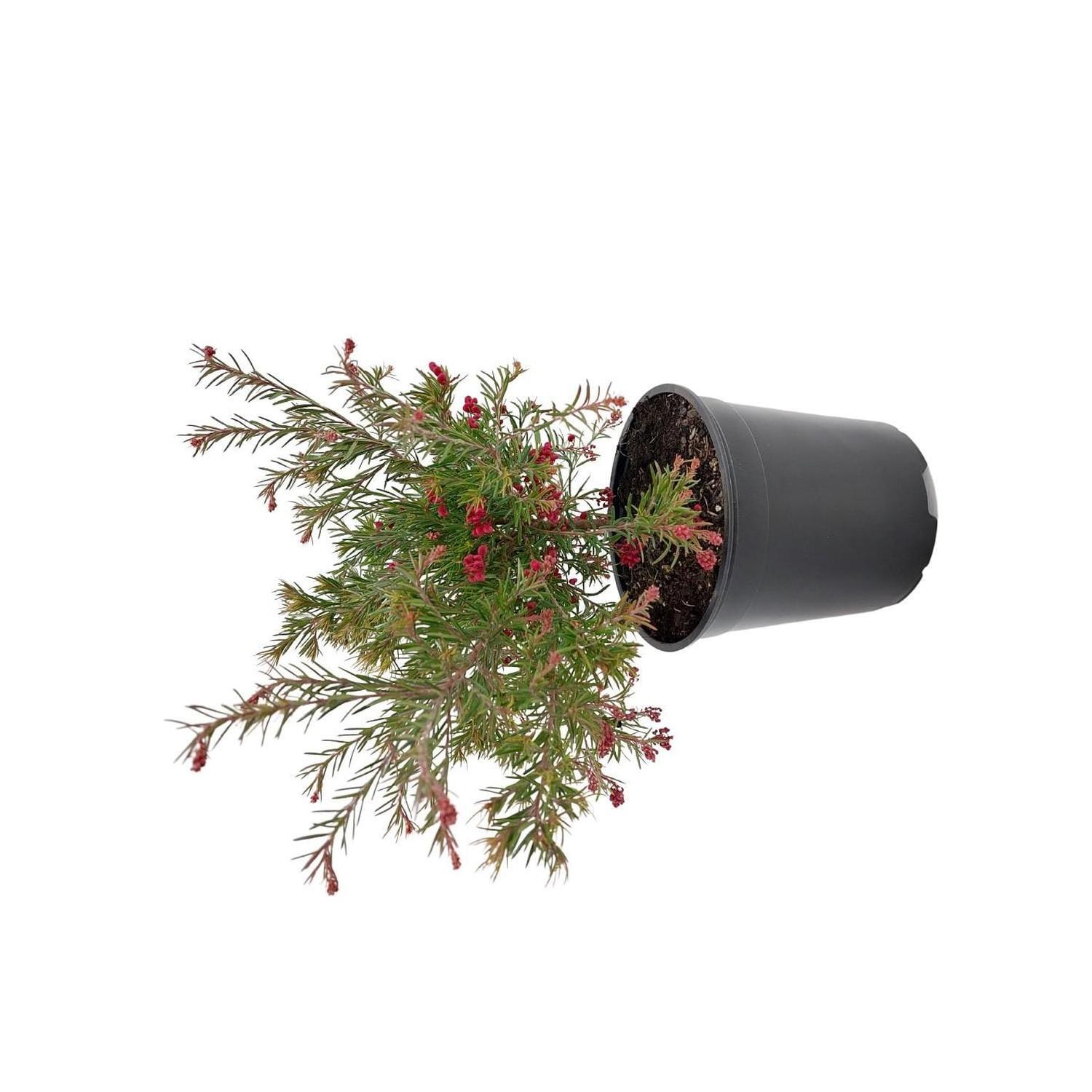 Grevillea Cherry Ripe