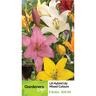 Lily La Hybrid Mix 5 Pack