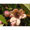 Magnolia Fairy Blush