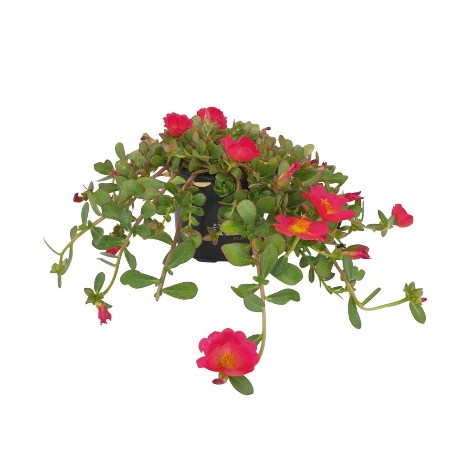Portulaca Pizzaz Red Glow