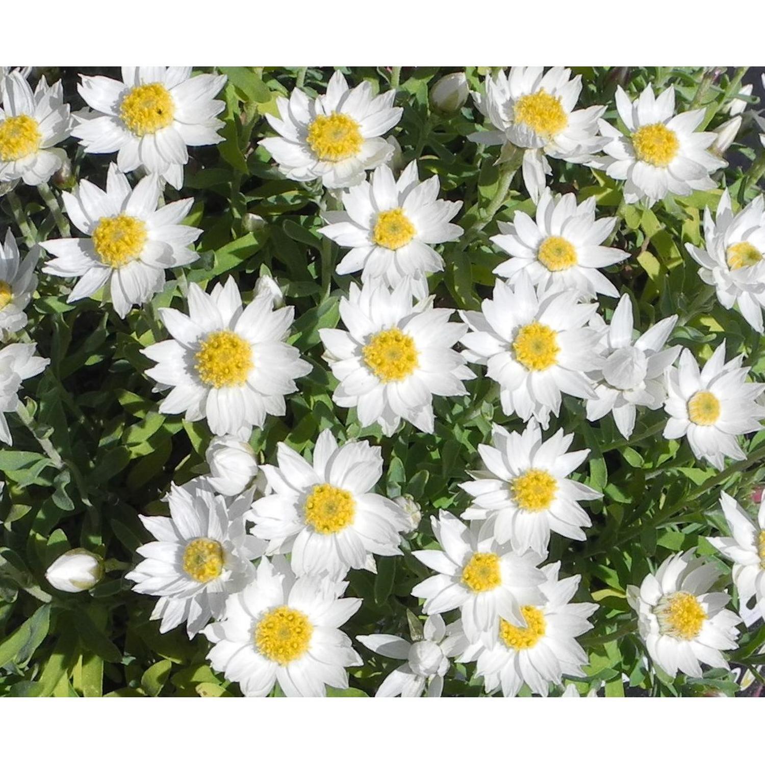 Rhodanthe Paper Star