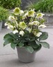 Hellebore Molly's White