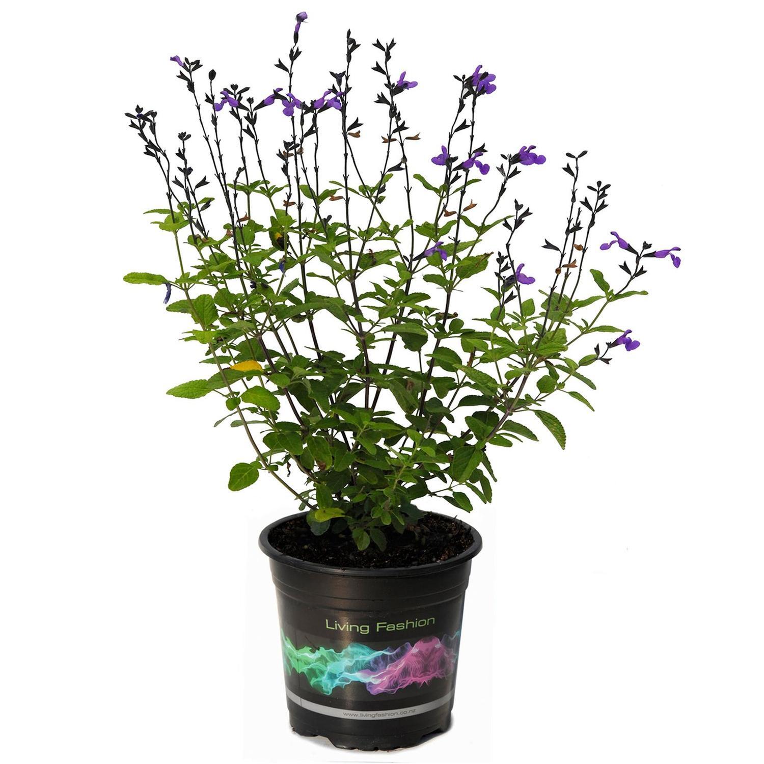 Salvia ‘So Cool’ Purple