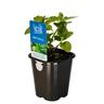 Mint Basil